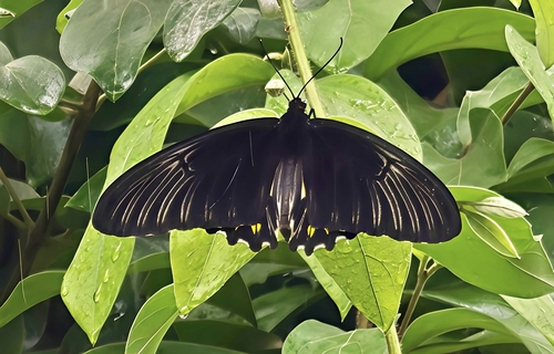 Common Birdwing