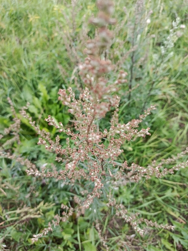 common mugwort
