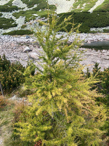 European larch