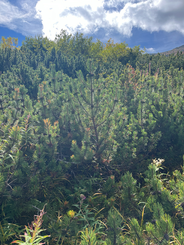 mountain pine