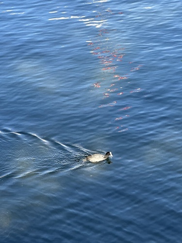 Eurasian Coot