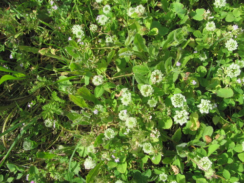 Trifolium nigrescens, photograph 5