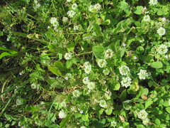 (c) zebedeugalinha, some rights reserved (CC BY) Trifolium nigrescens, photograph (c) zebedeugalinha, some rights reserved (CC BY)