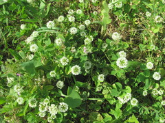 Trifolium nigrescens, photograph (c) zebedeugalinha, some rights reserved (CC BY)