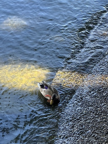 Mallard
