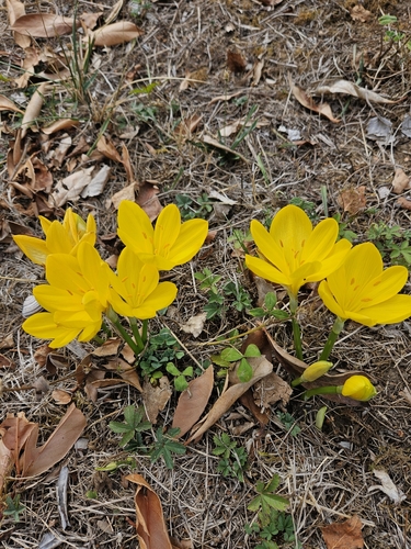 Winter Daffodil