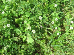 (c) zebedeugalinha, some rights reserved (CC BY) Trifolium nigrescens, photograph (c) zebedeugalinha, some rights reserved (CC BY)