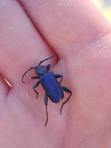 Violet tanbark beetle