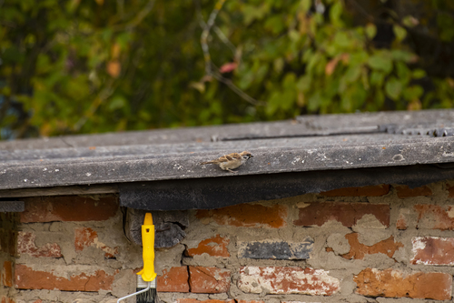 Eurasian Tree Sparrow