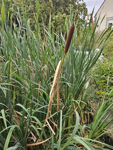 broadleaf cattail
