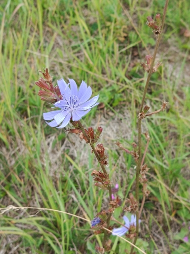 chicory