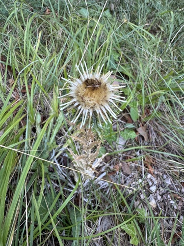 Carlina vulgaris, photograph 3