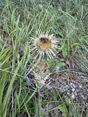 Carlina vulgaris, photograph (c) Paolo Zucca, some rights reserved (CC BY)