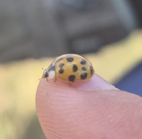 Asian Lady Beetle