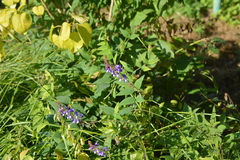 author not stated, no rights reserved Galega orientalis, photograph author not stated, no rights reserved