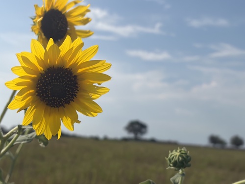 Common Sunflower