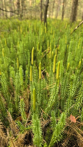 interrupted clubmoss