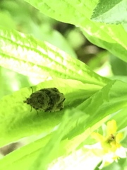 Syricoris