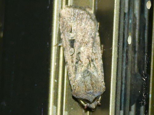 Bogong Moth