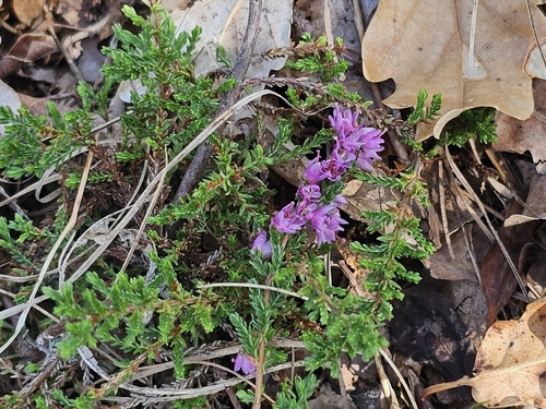 common heather