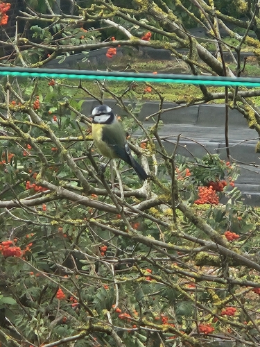 Eurasian Blue Tit