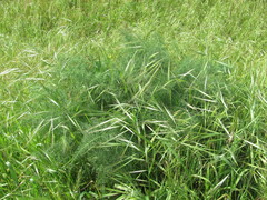 Bromus diandrus, photograph (c) zebedeugalinha, some rights reserved (CC BY)