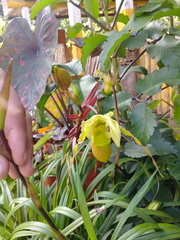 Phragmipedium longifolium