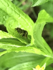 Syricoris