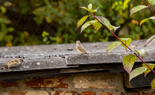 Common Redstart