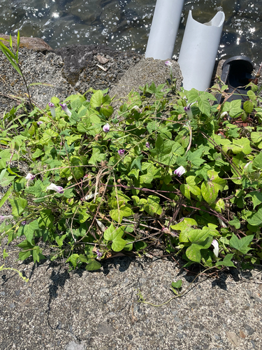 Ipomoea nil, photograph 4