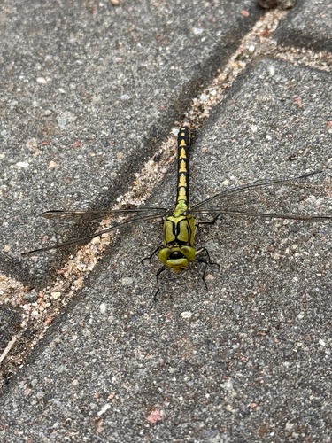 Green Snaketail