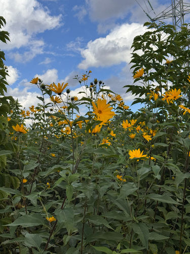 Jerusalem artichoke