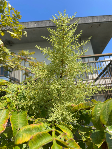 Rhus chinensis