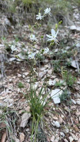 Anthericum ramosum, photograph 3