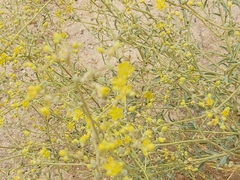 Haplophyllum tuberculatum