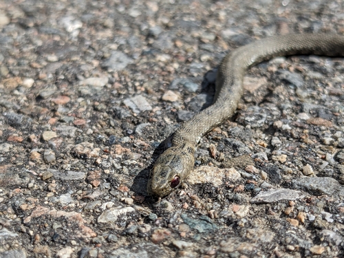 Tessellated Water Snake