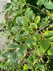 (c) 大澤風季 ohsawa_Fuki, some rights reserved (CC BY) Celtis sinensis, photograph (c) 大澤風季 ohsawa_Fuki, some rights reserved (CC BY)