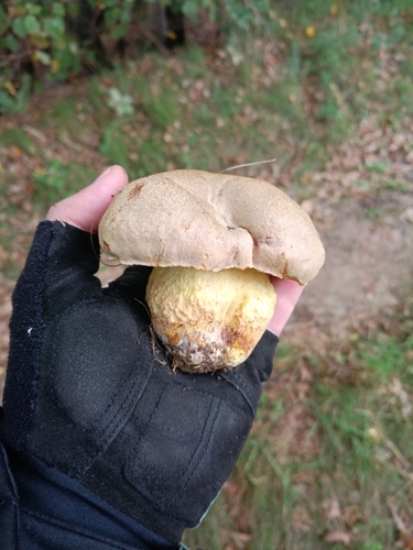 Iodine Bolete