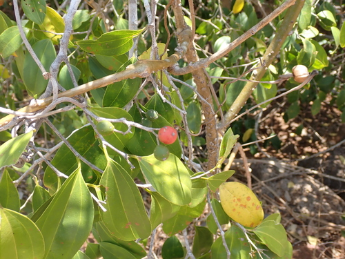 Celtis philippensis observed 2026-09-20