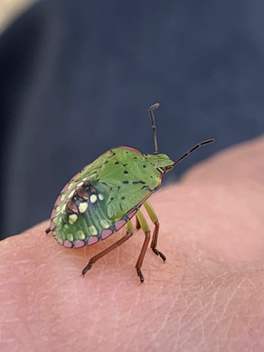 Southern Green Stink Bug