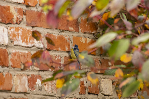 Eurasian Blue Tit