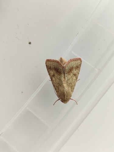 Cotton Bollworm Moth