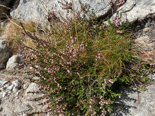 common heather