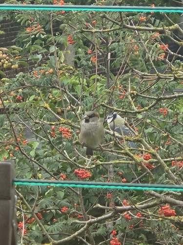 European house sparrow