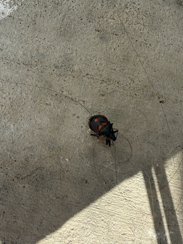 Florida Predatory Stink Bug