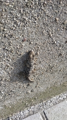 Tarentola mauritanica