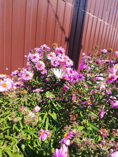Scarce Swallowtail