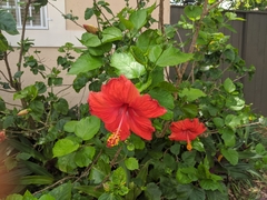 Hibiscus rosa-sinensis