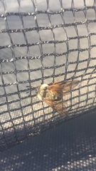 Trichiosoma triangulum