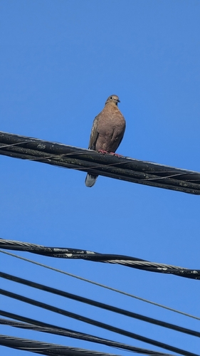 Zenaida Dove
